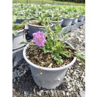 Rózsaszín ördögszem ‘Pink Mist’ (Scabiosa columbaria)
