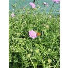 Rózsaszín ördögszem ‘Pink Mist’ (Scabiosa columbaria)