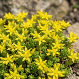 Borsos varjúháj (Sedum acre)