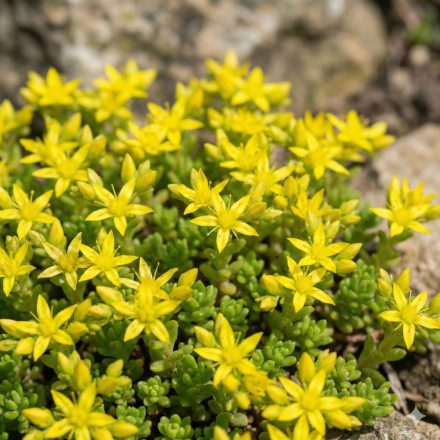 Borsos varjúháj (Sedum acre)