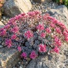 Japán varjúháj 'Lidacense' (Sedum cauticola)