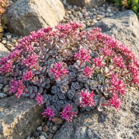 Japán varjúháj 'Lidacense' (Sedum cauticola)
