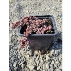 Japán varjúháj 'Lidacense' (Sedum cauticola)