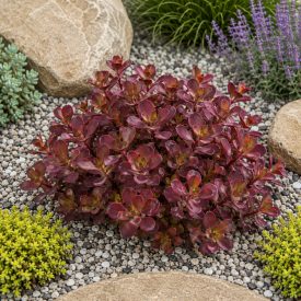 Varjúháj ‘Firecracker’ (Sedum)