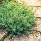 Forster-varjúháj 'Oracle' (Sedum forsterianum)
