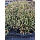 Forster-varjúháj 'Oracle' (Sedum forsterianum)