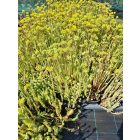 Forster-varjúháj 'Oracle' (Sedum forsterianum)