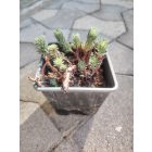 Forster-varjúháj 'Oracle' (Sedum forsterianum)