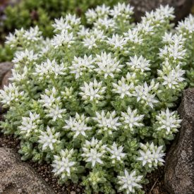 Deres varjúháj (Sedum hispanicum)