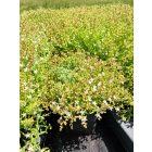 Deres varjúháj (Sedum hispanicum)