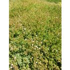 Deres varjúháj (Sedum hispanicum)
