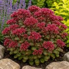 Varjúháj 'Red Sparkle' (Sedum hybrida)