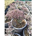 Varjúháj 'Red Sparkle' (Sedum hybrida)