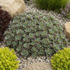 Varjúháj ‘Lime Zinger’ (Sedum)
