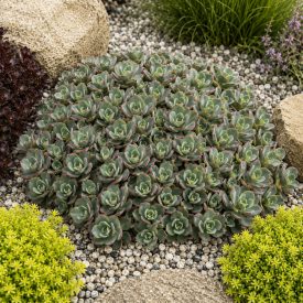 Varjúháj ‘Lime Zinger’ (Sedum)
