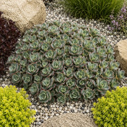 Varjúháj ‘Lime Zinger’ (Sedum)