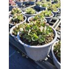 Varjúháj ‘Lime Zinger’ (Sedum)
