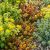 Varjúháj 'Mix' (Sedum)