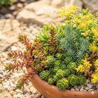 Varjúháj 'Mix' (Sedum)