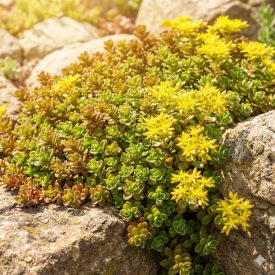 Oregánó varjúháj (Sedum oreganum)
