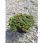 Oregánó varjúháj (Sedum oreganum)
