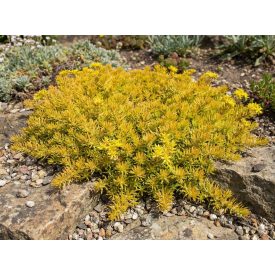 Kövi varjúháj 'Angelina' (Sedum reflexum)