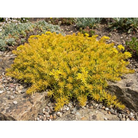Kövi varjúháj 'Angelina' (Sedum reflexum)