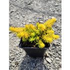 Kövi varjúháj 'Angelina' (Sedum reflexum)