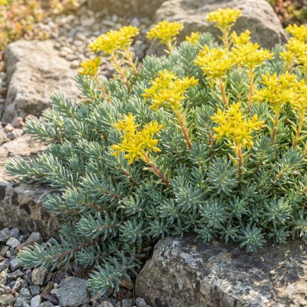 Kövi varjúháj 'Silver' (Sedum rupestre)