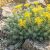 Kövi varjúháj 'Silver' (Sedum rupestre)