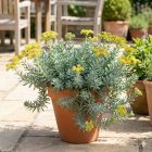 Kövi varjúháj 'Silver' (Sedum rupestre)