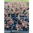 Kövi varjúháj 'Silver' (Sedum rupestre)