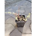 Kövi varjúháj 'Silver' (Sedum rupestre)