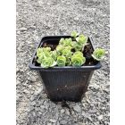 Októberi varjúháj 'Rose' (Sedum sieboldii)