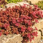 Kaukázusi varjúháj 'Dragon's Blood' (Sedum spurium)