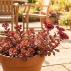 Kaukázusi varjúháj 'Dragon's Blood' (Sedum spurium)