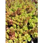 Kaukázusi varjúháj 'Dragon's Blood' (Sedum spurium)
