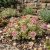 Kaukázusi varjúháj 'Tricolor' (Sedum spurium)