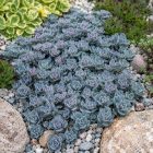 Varjúháj 'Sunsparkler Blue Elf' (Sedum)