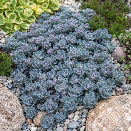 Varjúháj 'Sunsparkler Blue Elf' (Sedum)