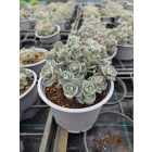 Varjúháj 'Sunsparkler Blue Elf' (Sedum)