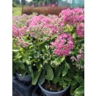 Varjúháj 'Carl' (Sedum telephium)