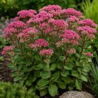 Varjúháj 'Herbstfreude' (Sedum telephium)