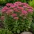 Varjúháj 'Herbstfreude' (Sedum telephium)