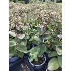 Varjúháj 'Matrona' (Sedum telephium)