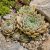 Kövirózsa 'Aquila' (Sempervivum)