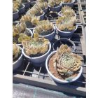 Kövirózsa 'Aquila' (Sempervivum)