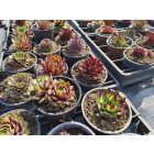 Házi kövirózsa  (Sempervivum mix) 