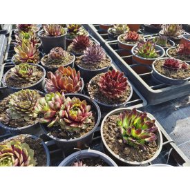 Házi kövirózsa  (Sempervivum mix) 