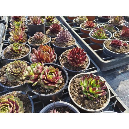 Házi kövirózsa  (Sempervivum mix) 